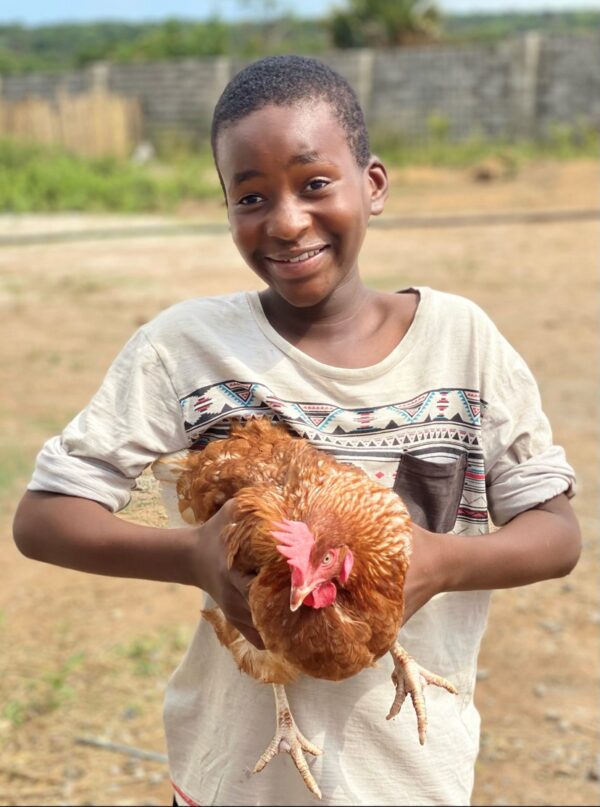 Layer Chickens